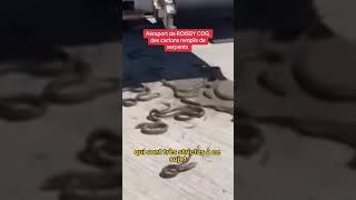 A l'aéroport de Roissy, les douanes découvrent des serpents vivant dans les bagages d'un passager