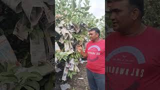 તાઈવાન પિંક જામફળ ની ખેતી ની માહિતી #video #satisfying #farming