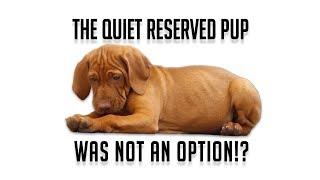 Deer Dog Training Q&A - The quiet reserved pup was not an option!?