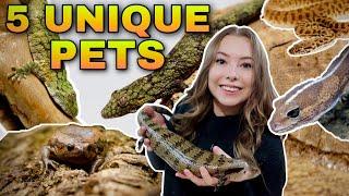 5 Unique Reptiles For BEGINNERS!