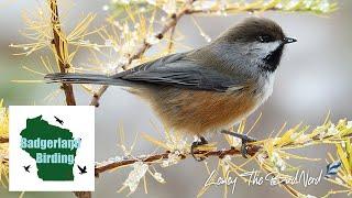 Finding the ELUSIVE Boreal Chickadee in a Remote Wilderness (featuring LesleytheBirdNerd)