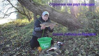 Осенняя охота за трофеями. Огромные язи рвут поводки.
