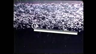 Einstein Flume Experiment (Stochastic Gravel Step)