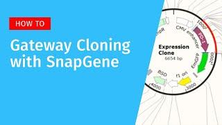 Gateway Cloning with SnapGene