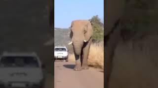 elephant near the car#trending #viral