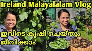 Irelandൽ പൊന്നു വിളയും/Life in Ireland/Day in My Life/Ireland Malayalam Vlog/Nurses Vlog/Home Garden