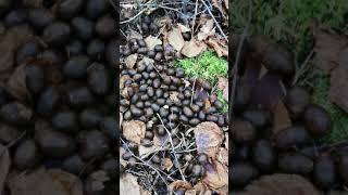 moose turds (this is what Easter bunny collects)