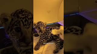 So Cute Baby Jaguar #jaguar #baby #shortvideo