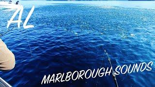 I HAVE NEVER SEEN SO MANY FISH IN THE MARLBOROUGH SOUNDS - Big Island Boat Tour (New Zealand) - EP24