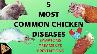 HOW TO PREVENT AND TREAT THE 5 MOST COMMON CHICKEN DISEASES (newcastle, fowl pox, marek's, coccidia.