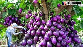 The Most Modern Agriculture Machines That Are At Another Level , How To Eggplants In Farm