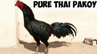 Pure Thai Pakoy Rooster of Awais Tariq bhai | High Quality Thailand Aseel | Fahad Amir Aseels