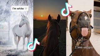 The FUNNIEST Horse TikToks! || 300 special || #episode 1