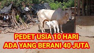 AMAZING PEDET 40 JUTA‼️USIA BARU 10 HARI