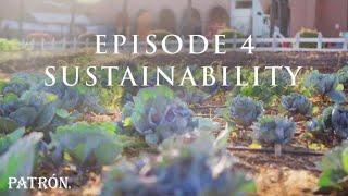How Patrón Tequila Is Made | Commitment to Sustainability | Ep.4