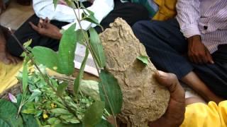 Octonary Ingredients of Sarcandra glabra Formulations: Pankaj Oudhia's Medicinal Plant Database