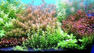 How to Create a Planted Aquarium