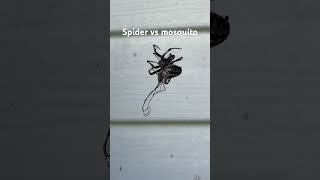 #canada #ns #home #spider #mosquito #battle #survival #death #eating #scary #fauna #garden