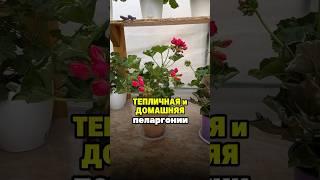 Пеларгония Lilian Andrea