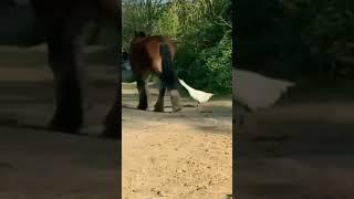 Goose knocked out by horse