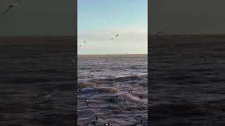 Чёрное море. Мазут  #creative #nature #music #realestate #sunrise #ocean #travel #reaction