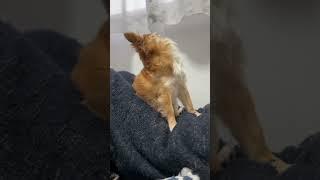 愛犬の背筋力をはじめて見た日#shorts #チワワ #dog #犬