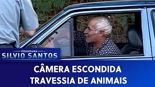 Travessia de Animais | Câmeras Escondidas (20/01/21)