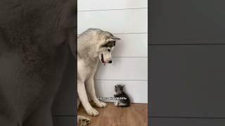 как подружить собаку и кошку?