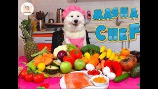 Masha Chef İntroduce Herself At The Kitchen / Samoyed / Chef Dog