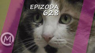 Porodica Zloća - Epizoda 628 (Season 14)