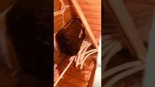Честный отзыв о банной печи Везувий