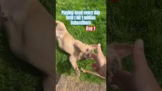 Playing dead every day until I hit 1 million subscribers- day 1  #dog #1millionsubscribers #dogs