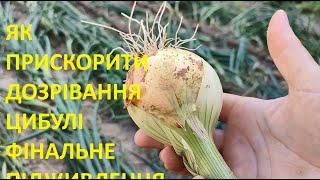 ПРИСКОРЮЄМО ДОЗРІВАННЯ ЦИБУЛІ ТА ПРОВОДИМ ФІНАЛЬНЕ ПІДЖИВЛЕННЯ