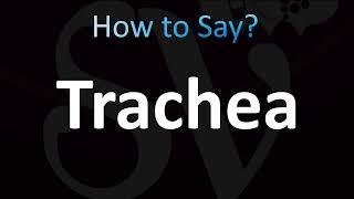 How to Pronounce Trachea (CORRECTLY!)