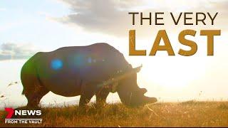 Sudan, the last Northern White Rhino - Documentary 7NEWS