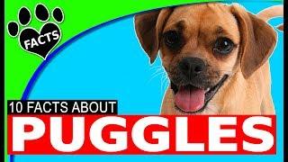 Top 10 Facts About Puggles - Pug Poodle Mix Designer Dogs 101