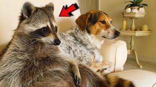 Raccoon that fell out of a tree grew up with dogs and now thinks he is a dog too