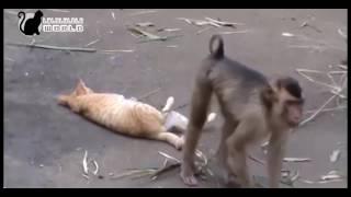kucing VS monyet [Bikin Ngakak]