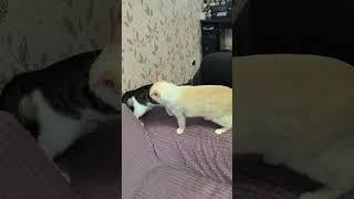 cats games #cats #catvideos #cat