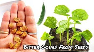 Fastest Way To Grow Bitter Gourd From Seeds || How To Grow Karela At Home.