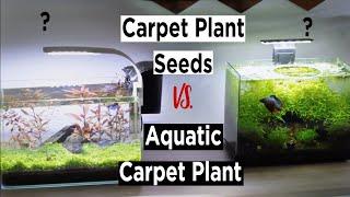 ''Carpet Plant Seeds'' or ''Aquatic Carpet Plants'' - Which one?