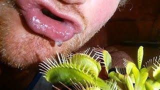 Loving and Caressing my Venus Flytrap...Goes wrong :-(