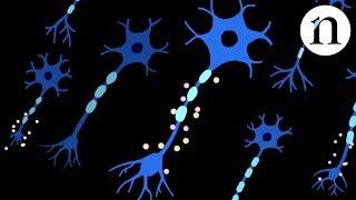 Nerve repair: Regeneration in spinal-cord injury