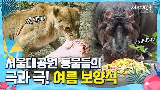 완벽한 다이어트 식단(?) 하마 vs 염소를 통째(!)로 먹는 사자의 여름 보양식 먹방