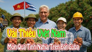 Vải Thiều Việt Nam – Món Quà Tình Nghĩa Trên Đất Cuba
