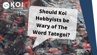 Should Koi Hobbyists be Wary of The Word Tategoi?