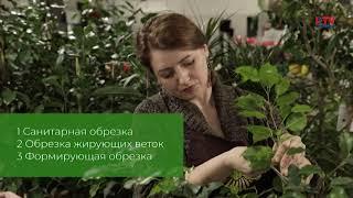 Суперсад: обрезка комнатных растений
