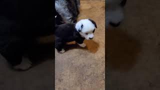 Augie puppies play with mom #augi #corgi #australianshepherd #puppies #dogs #cute #adorable #pets