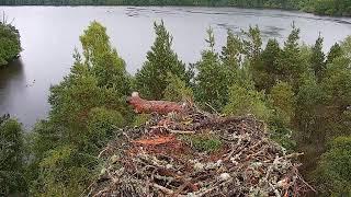 Live osprey nest camera at Loch of the Lowes Wildlife Reserve