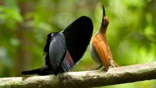 Magnificent Riflebird